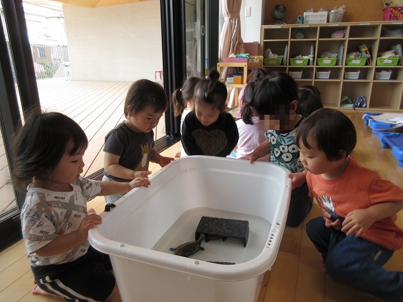 2歳児　カメ観察