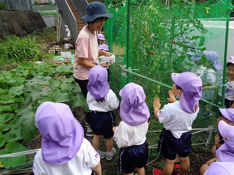 3歳児トマトの収穫