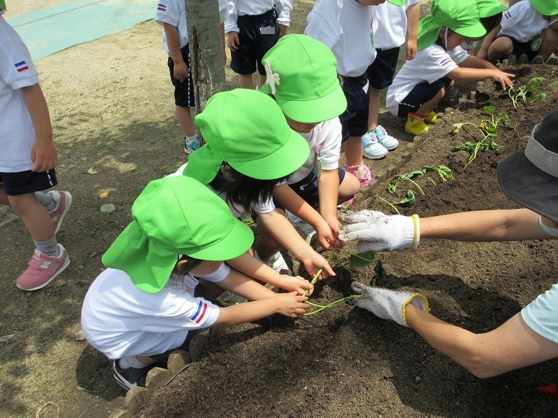 3歳児苗植え