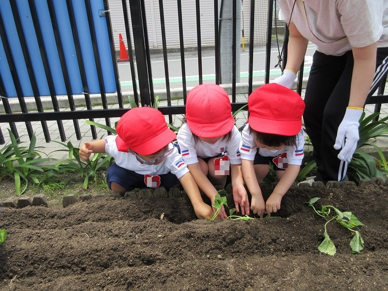 サツマイモの苗植え