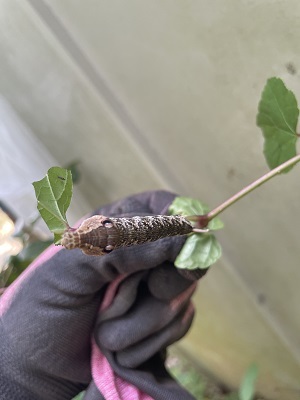 ヘビに見えるガの幼虫