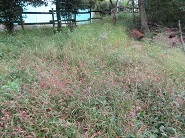 森に入って左側の草刈り前の写真
