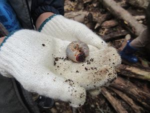 カブトムシの幼虫