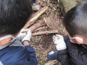 2人の男の子が、カブトムシの幼虫を土に戻す様子