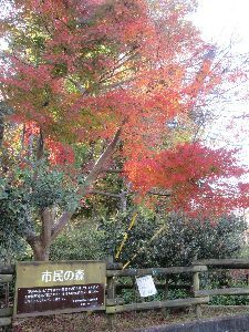 市民の森の紅葉