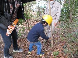 男の子が一人でノコギリを使って、木を伐っている