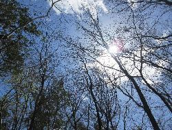 森の中から仰ぎ見た青空