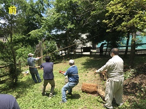 ロープを使って木を倒す5人の男性