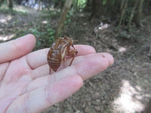 セミの抜け殻