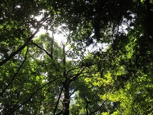 森の中で上を見上げた風景