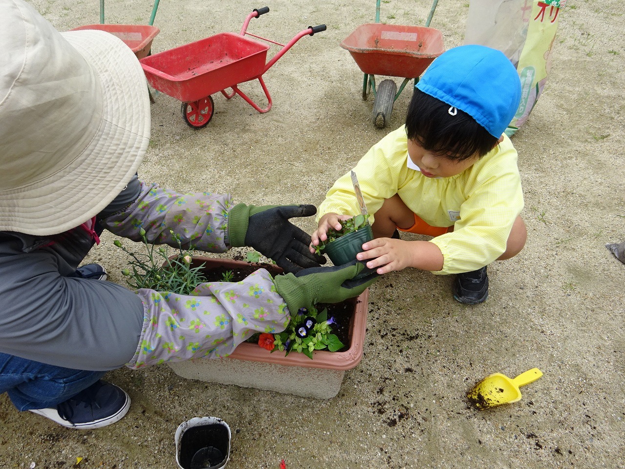 花を植えるようす