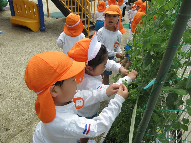 4歳児栽培