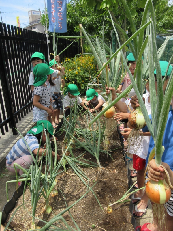 5歳児玉ねぎ収穫