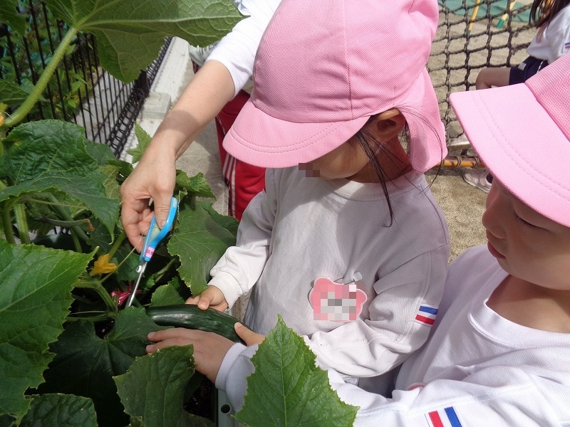 4歳児キュウリ収穫