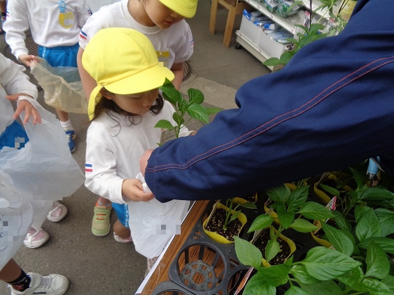 5歳児栽培