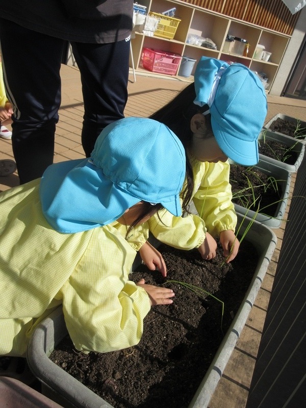 4歳児タマネギ苗植え