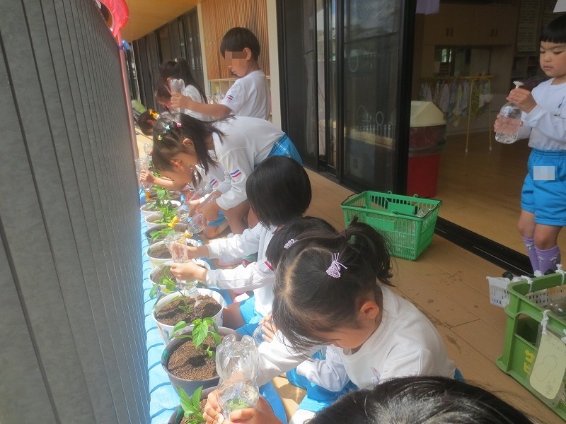 5歳児栽培2