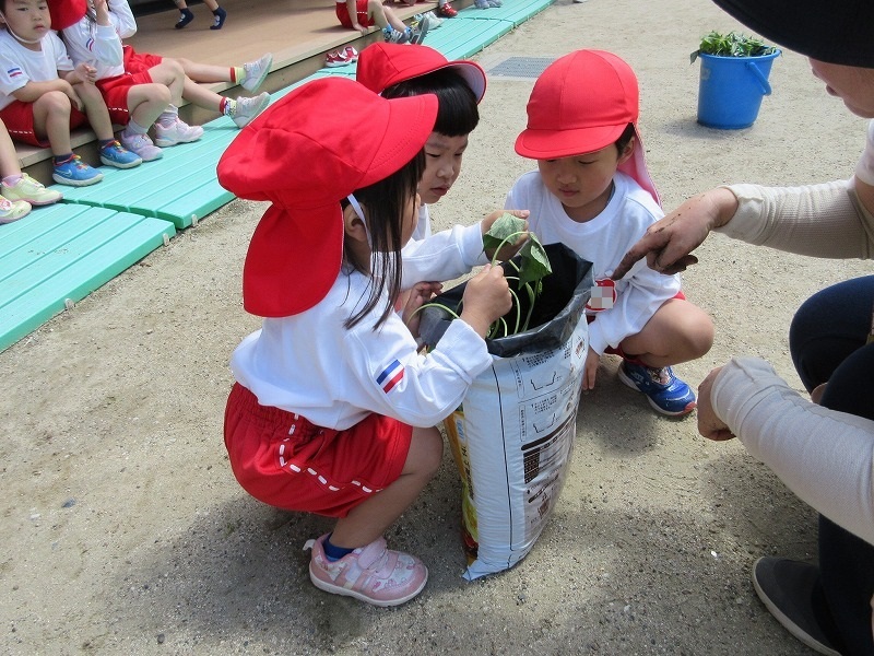 3歳児栽培