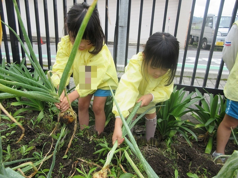 5歳児タマネギ収穫