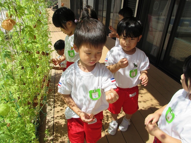 3歳児フウセンカズラ種取り
