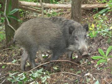 イノシシ