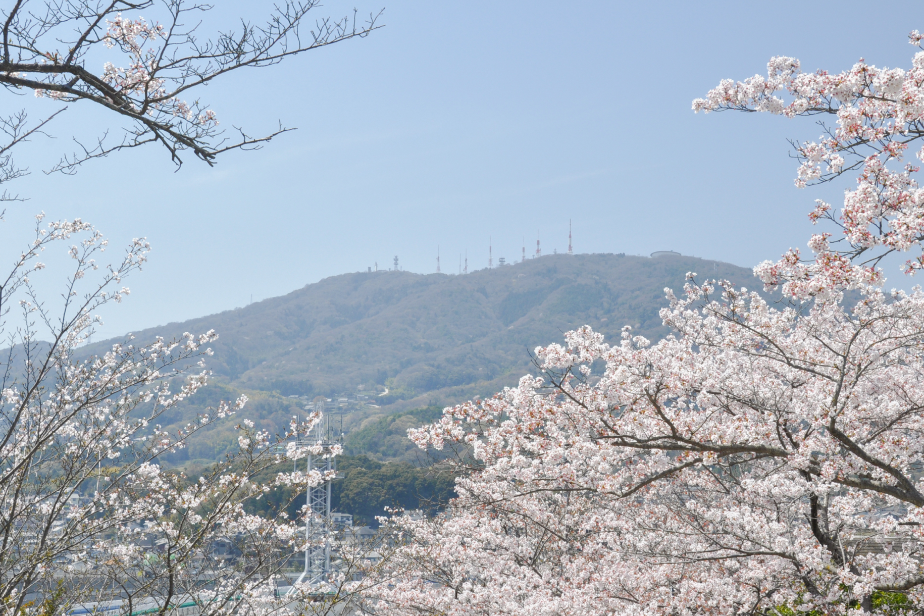 桜
