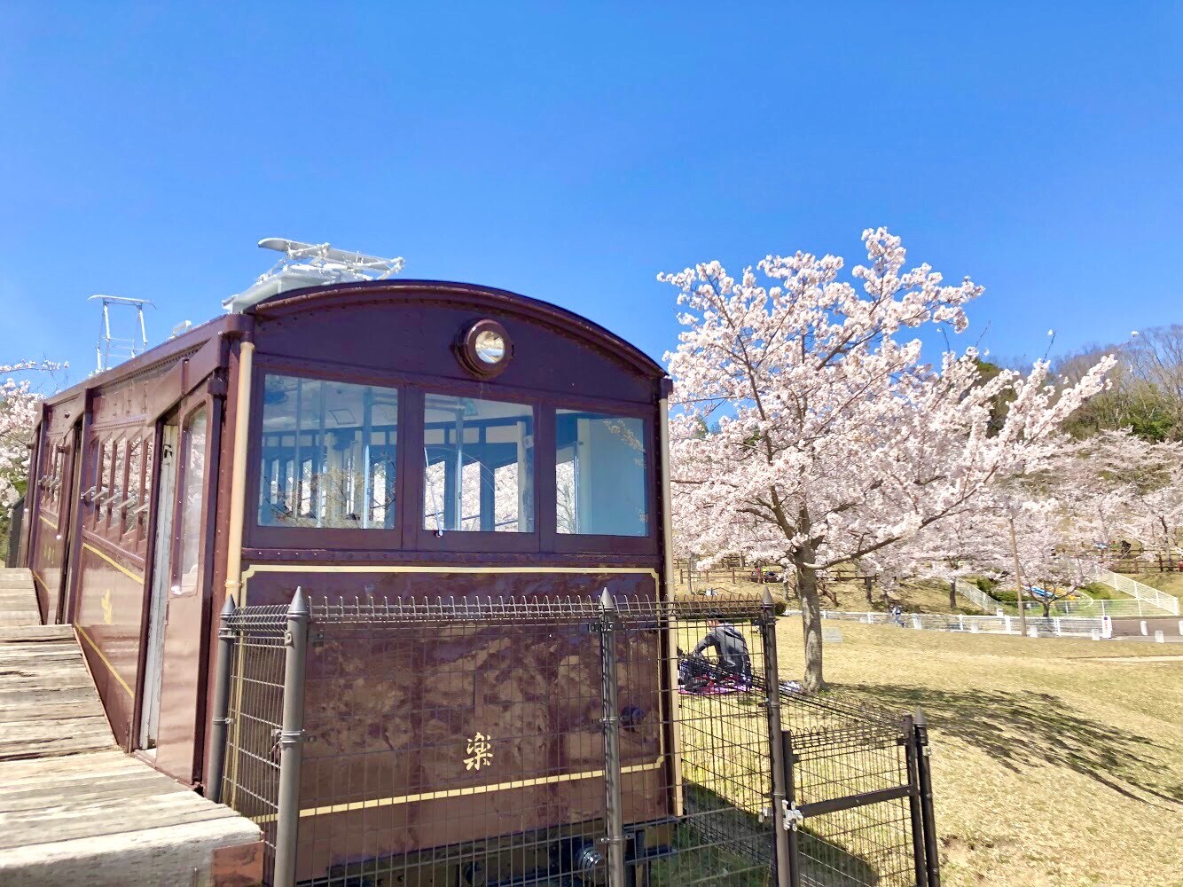 生駒山麓公園の様子。青空と満開の桜と生駒ケーブル旧車両の写真。