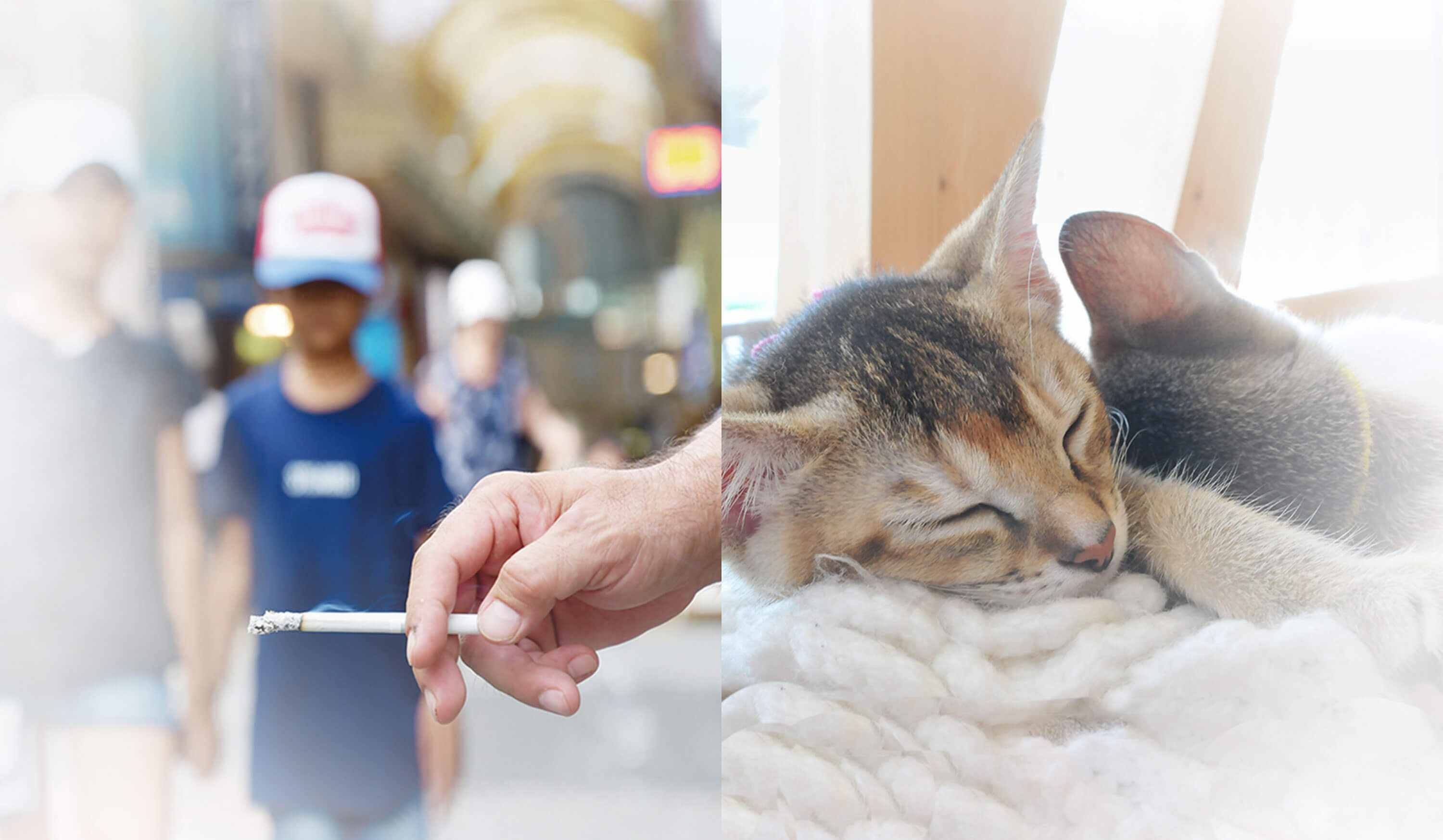 ふるさと納税を活用!猫愛護事業 受動喫煙防止事業